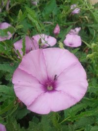 High angle view of pink flower blooming outdoors