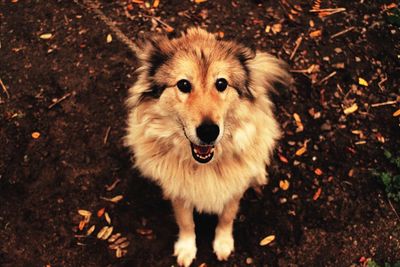 High angle view of dog standing on field