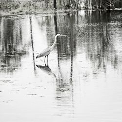 Side view of a bird in water