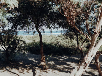 Trees and plants on beach