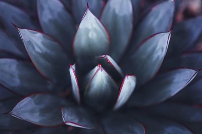 Full frame shot of red flowering plant