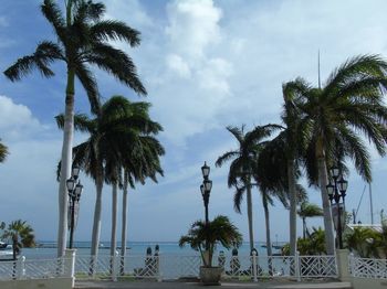 Palm trees by swimming pool against sky