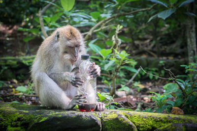 Close-up of monkey sitting outdoors