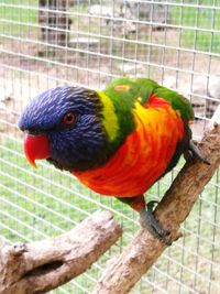 Close-up of parrot perching in cage