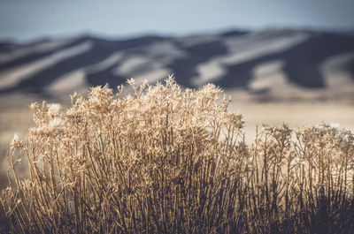 Close-up of stalks in field against sky