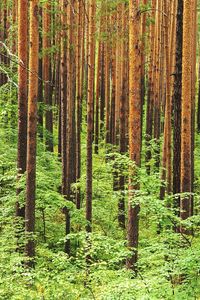 Pine trees in forest