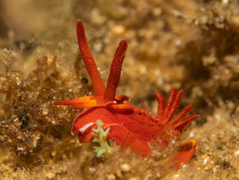 Close-up of orange leaf on sea water