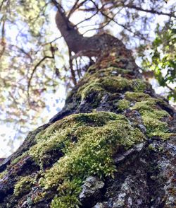 Low angle view of moss on tree trunk