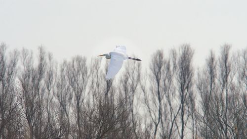 Low angle view of seagull flying in the sky