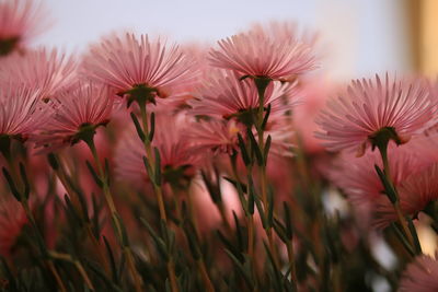 Close-up of purple flowering succulent plants on field