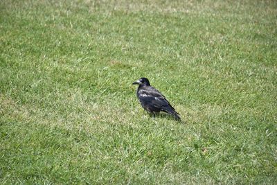 High angle view of bird perching on grass