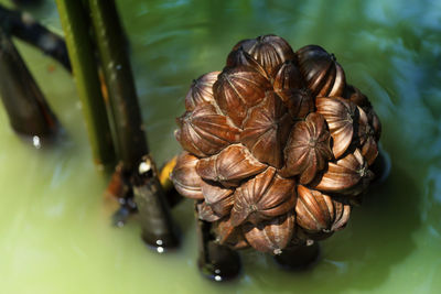 Close-up of fresh flower in water