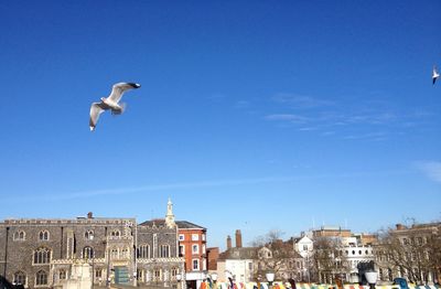 Low angle view of seagull flying against blue sky