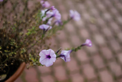 Close-up of purple flowers