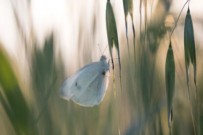 Close-up of butterfly on plant