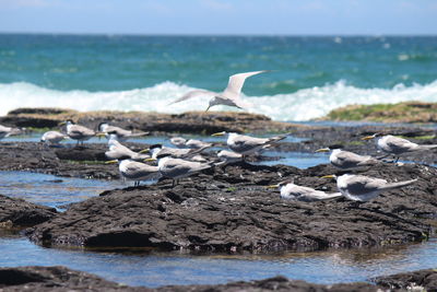 Seagulls perching on sea shore against sky