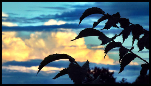 Close-up of leaves against sky