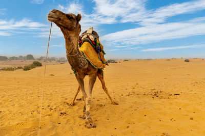 View of a camel on sand