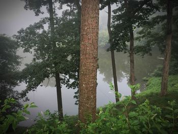 Trees growing in forest against sky