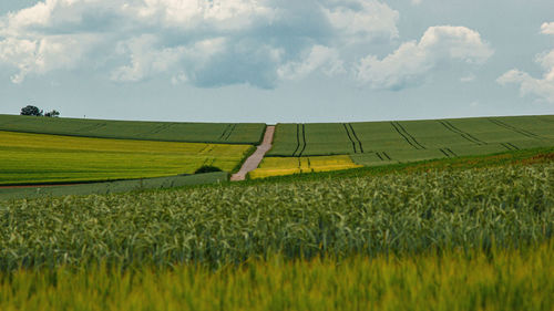 Scenic view of agricultural field against sky