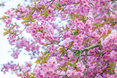 Close-up of pink flowers on tree