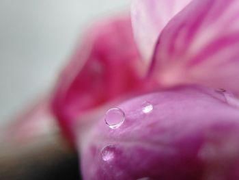 Close-up of water drops on flower