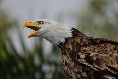 Close-up of eagle with open mouth