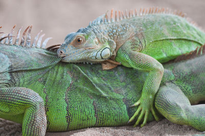 Close-up of lizards