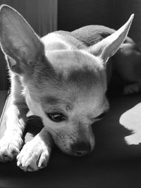 Close-up of puppy sleeping at home