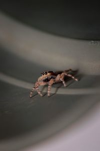 Close-up of spider on table