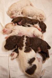 Close-up of puppies sleeping