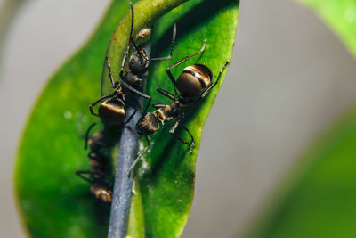 Close-up of ants on stem