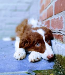 Border collie pup