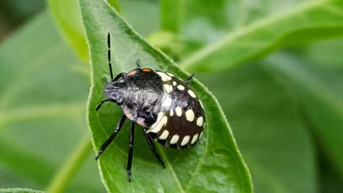 Close-up of insect on leaf