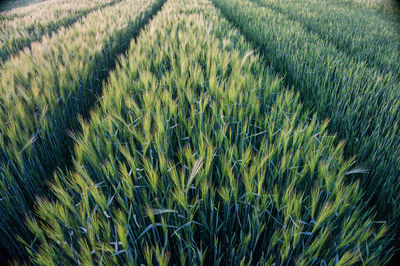 Full frame shot of wheat field