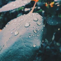 Close-up of water drops on leaf