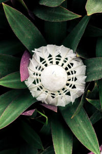 Close-up of white flowering plant