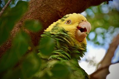 Close-up of parrot