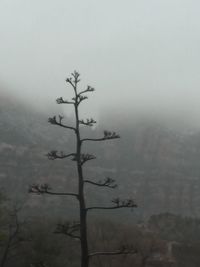 Tree in foggy weather