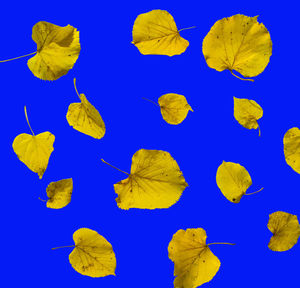 Close-up of yellow leaf floating on water