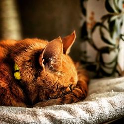 Close-up of a cat sleeping