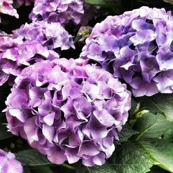 Close-up of purple flowers