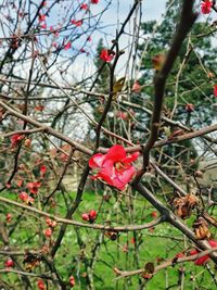 Close-up of red flowers blooming on tree