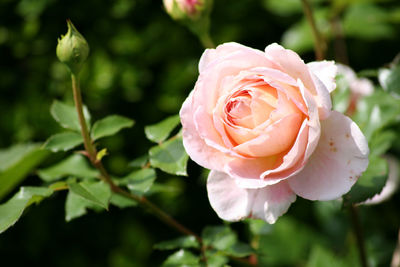 Close-up of pink rose