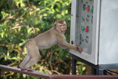 Monkey on railing by electric equipment