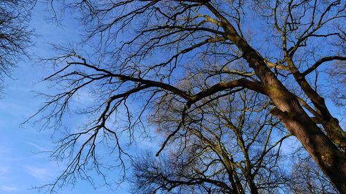 Low angle view of bare tree against clear sky