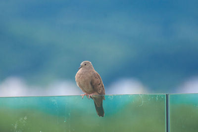 Low angle view of bird perching on metal