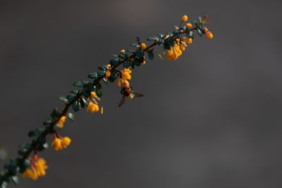 Close-up of orange flowering plant against sky