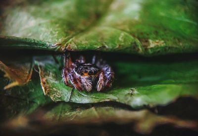 Close-up of spider