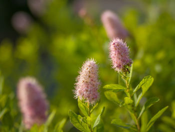 Close-up of purple thistle flower
